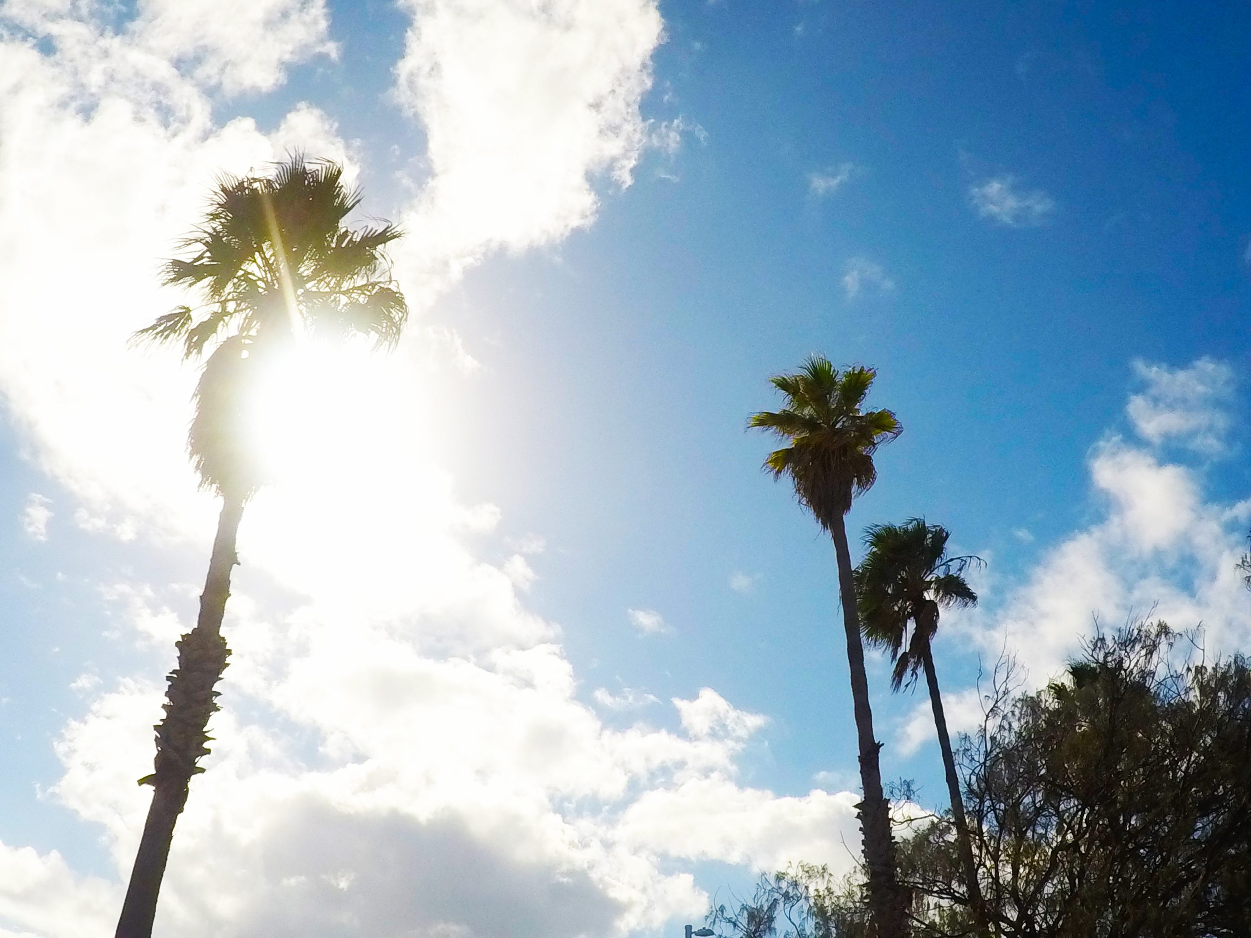 Palm trees, sun, and blue skies