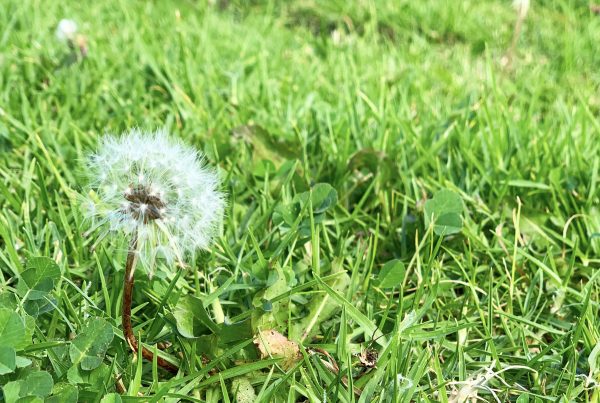 A dandelion growing in a garden with grass