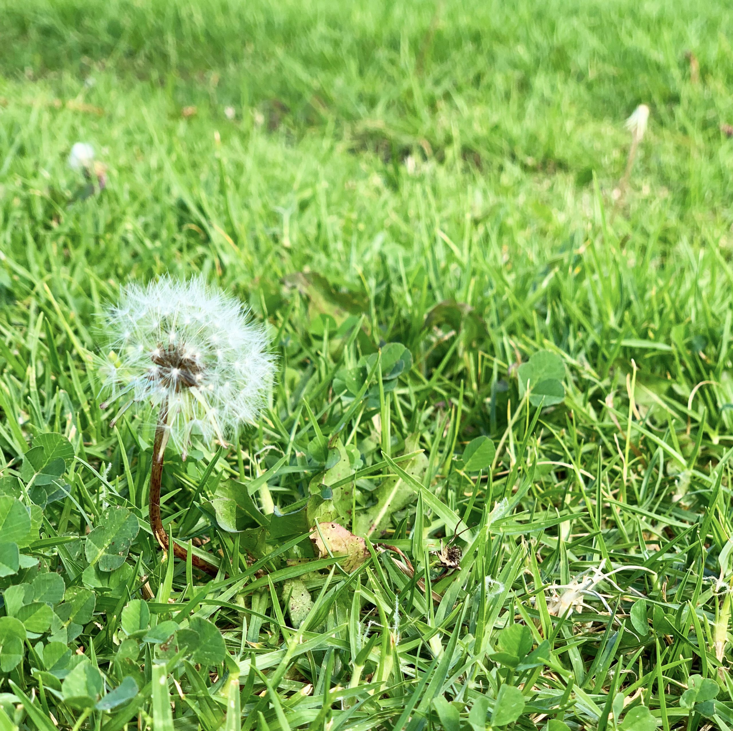 A dandelion growing in a garden with grass