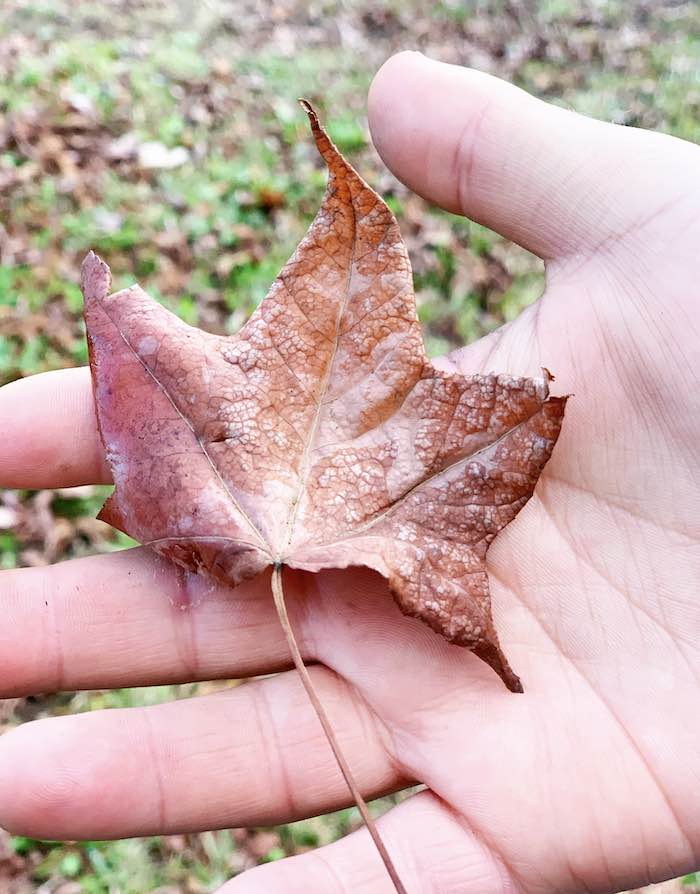 A hand holding an autumn leaf