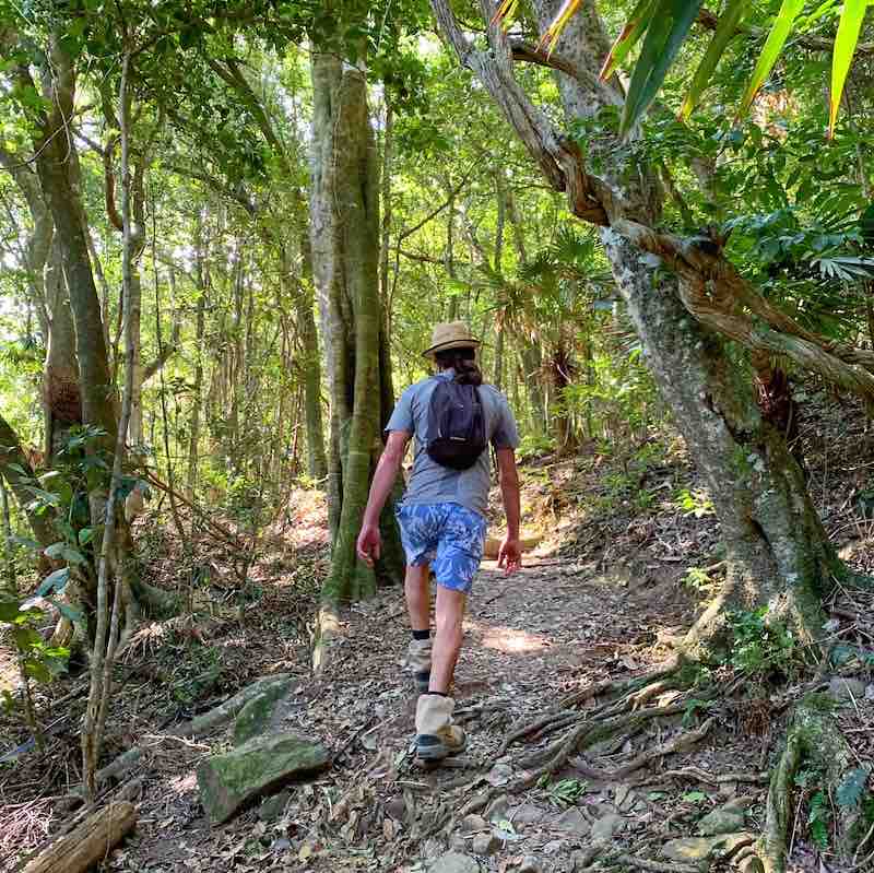 Man walking in a rainforest